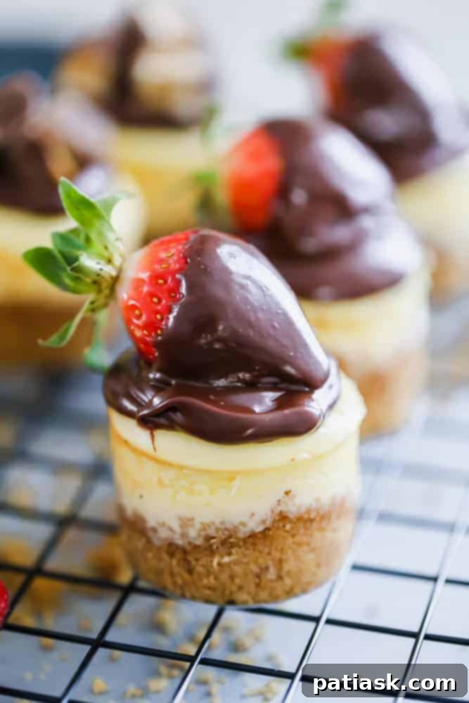 Mini cheesecakes with fresh strawberry and chocolate drizzle